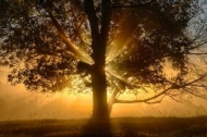 Sunshine;branches;Silhouette;mist;Pastoral;Outdoor;Sunbeams;leaves;Yellow;zen;Su