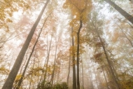 Autumn;Big-South-Fork-National-Recreation-Area;Branches;Calm;Canopy;Fall;Fog;For