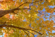 Autumn;Blue;Branches;Brown;Calm;Concepts;Fall;Forest;Forested;Gold;Habitat;Heali