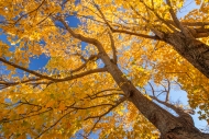 Autumn;Blue;Branches;Calm;Concepts;Fall;Forest;Forested;Habitat;Healing;Health-c