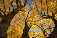 Blue;leaves;Brown;tree-trunk;branch;bark;Orange;Fall;Yellow;branches;limb;Autumn