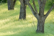 Branches;Grass;Gray;Green;Healing;Health-care;Healthcare;Herbaceous;Landscape;Le