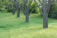 Branches;Grass;Gray;Green;Healing;Health-care;Healthcare;Herbaceous;Landscape;Le