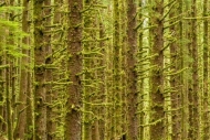Abstract;Abstraction;Branch;Branches;Brown;Forest;Forested;Green;Line;Moss;Onene