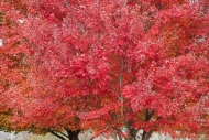 Autumn;Branches;Calm;Fall;Forest;Healing;Leaf;Maple;Maple-Leaf;Maple-Leaves;Mapl