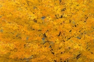 Abstract;Abstraction;Acer-saccharum;Autumn;Biophilic;Blossom;Blossoms;Calm;Conce