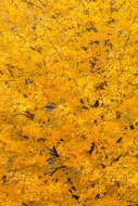 Abstract;Abstraction;Acer-saccharum;Autumn;Biophilic;Blossom;Blossoms;Calm;Conce