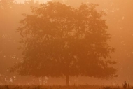 Orange;Sepia;Sunrise;trees;Beginning;Brown;Sun-up;Trees;misty;tree;tree-trunk;le