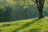 Brown;tree-trunk;Forest;Hillside;Sunlight;Landscape;Hill;bark;branches;trees;Gra