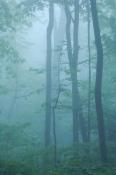Aqua;Bark;Branch;Branches;Bush;Fog;Foggy;Forest;Haze;Herbaceous;Leafy;Mist;Misty