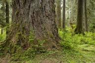 Forest;Trees;Leaves;Leaf;Plants;Woods;Bark;Outdoors;Nature;Natural;Woodland;Moss