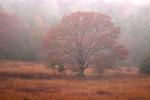 Mist;National-Parks;Fall;Seasons;Smoky-Mountains;Forest;Tennessee;Plant;Trunk;Ba