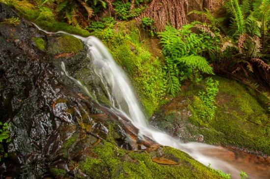 Botanical;Boulder;California;Calm;Chute;Cool;Falling;Falls;Fern Falls;Flow;Geological;Geology;Healing;Health care;Healthcare;Herb;Jedediah Smith Redwood State Park;Lichens;Moss;Redwood National Park;Rock;Rock formations;Rocks;Shrub;Spilling;Stone;Stones;Stream;United States;Water;Waterfalls;botanicals;botany;ferns;flora;greenery;herbage;peaceful;plant;plants;restful;serene;soothing;striation;tranquil;vegetation;waterfall;wet