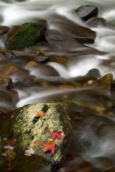 Abstract;Fall Scenes;Great Smoky Mountains National Park;Leaf;Leaves;National Park;National Parks;Plants;River;Rocks;Season;Stream;Tennessee;Water;Waterfall