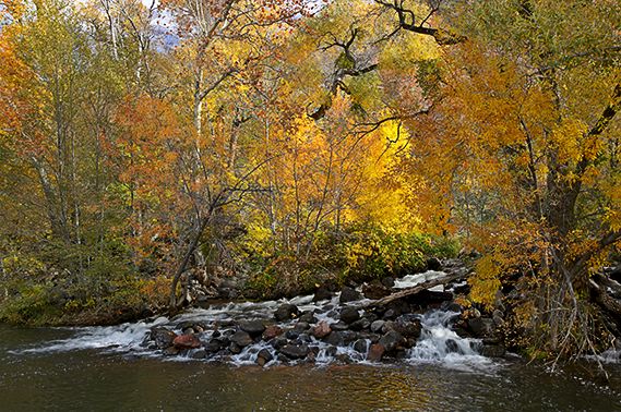 Colorful;Plants;Botanical;Leaf;Leaves;Vegetation;Foliage;Fall Scenes;Forest;Nature;Trees