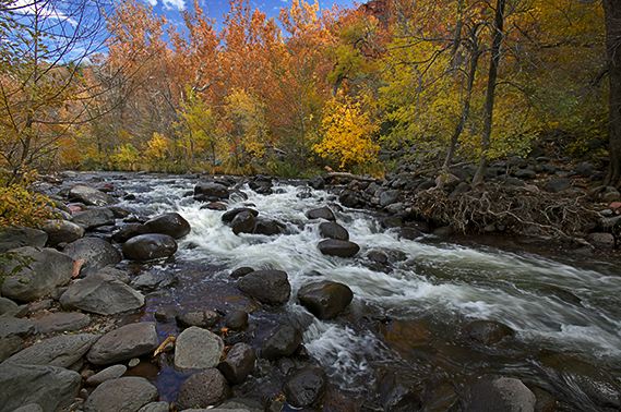 Colorful;Plants;Botanical;Leaf;Leaves;Vegetation;Foliage;Fall Scenes;Forest;Nature;Trees