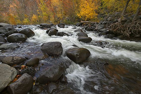 Colorful;Plants;Botanical;Leaf;Leaves;Vegetation;Foliage;Fall Scenes;Forest;Nature;Trees