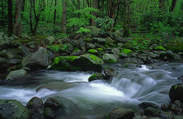 Forest;Trees;Leaves;Leaf;Plants;Woods;Bark;Outdoors;Nature;Natural;Woodland;Cliff;Rock Face;Sheer;Steep;Waterfall;Stream;Water;Flowing;Pouring;Cool;Wet;Flow;Cascade;Cascading;Spray;Cataract;Falls;Chute;Falling;Spilling