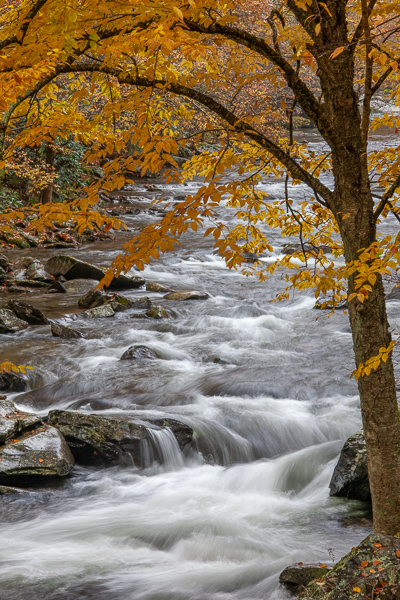 Autumn;Boulder;Boulders;Branches;Brook;Brown;Calm;Cascade;Cascading;Chute;Couchville Cedar Glade State Natural Area;Creek;Fall;Falling;Falls;Flow;Forest;Gold;Great Smoky Mountains National Park;Healing;Herbaceous;Leaf;Nature;Pastoral;Pouring;River;Rock;Rock formations;Rocks;Rocky;Spilling;Stone;Stones;Stream;Stream Bank;Streaming;Tan;Tennessee;Tree;Water;Waterfalls;Waterscape;Woodland;Yellow;branch;flowing;foliage;landscape;leaves;limbs;oneness;orange;peaceful;plants;rapids;restful;river bank;serene;soothing;tranquil;tree limbs;tree trunk;trees;trunk;waterfall;wet;zen
