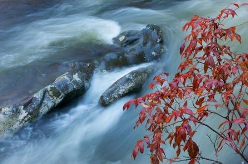 tree limbs;Horizontal;Leaves;Boulders;Streaming;branches;Foliage;Rapids;Stone;Stones;Cascade;tree;Gray;Boulder;Leaf;river;Great Smoky Mountains National Park;branch;Fall;Cascading;Pouring;Rocks;Tennessee;Stream;Rock;Creek;Blue;Red;Autumn