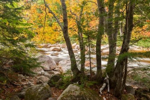 Gray;Woodland;Rocks;New Hampshire;Cascade;tree;Gold;White;Brown;Waterfall;Cascading;trunk;tree limbs;Chute;Stream;Trees;branches;roots;Fall;Pouring;water;Yellow;Timber;Waterfalls;Autumn;Green;Creek;Timberland;Rapids;Rock;Woodlands;Boulder;Stone;bark;tree trunk;branch;New England;Wooded area;Forest;limb;Streaming;Woods