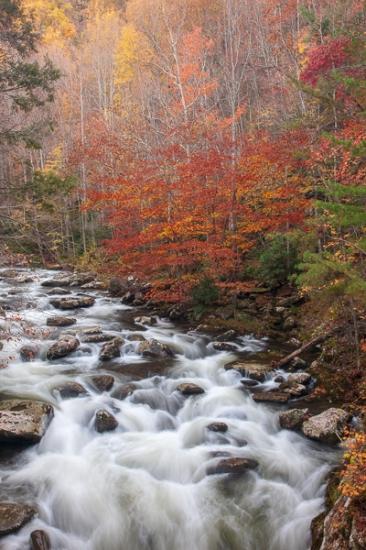 Autumn;Boulder;Boulders;Brook;Brown;Cascade;Cascading;Chute;Creek;Fall;Falls;Flow;Forest;Forested;Gold;Great Smoky Mountains;Great Smoky Mountains National Park;Mountain;Mountain Side;Nature;Pastoral;Pouring;River;Rock;Rocks;Seasons;Stone;Stones;Stream;Stream Bank;Streaming;Tan;Tennessee;Timber;Timberland;United States;Water;Waterfalls;Waterscape;Wood;Woodland;Woods;Yellow;flowing;green;hillside;landscape;leaves;oneness;orange;peaceful;red;restful;river bank;serene;soothing;tranquil;trees;waterfall;zen