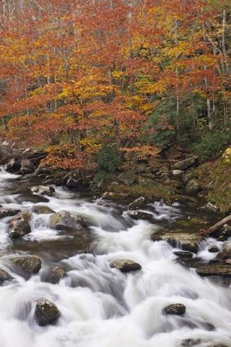 Falls;Gray;Green;Tennessee;Rapids;Waterfalls;Rocks;Trees;river;Vertical;Rock;Great Smoky Mountains National Park;leaves;Stream;Streaming;Timber;Pouring;United States;Tree;Yellow;Stones;Cascading;Brown;Orange;Fall;Boulders;Autumn;Timberland;Wooded area;Woodlands;Hillside;Cascade;Waterfall;Forest;Gold;Hills;Woodland;Boulder;Water;Woods