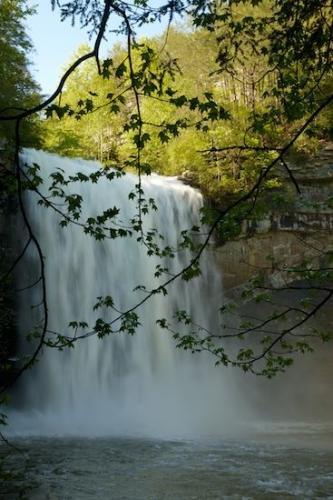 branch;limb;branches;Foster Falls;river;Waterfall;Waterfalls;Cascading;Tree;Falls;Forest;Cascade;Chute;Leaves;Spring;Springtime;Trees;Leaf;tree limbs;Water