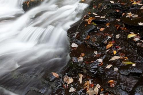 Autumn;Brown;Fallen Leaves;Cascade;Leaf;Short Springs State Natural Area;Gray;White;Landscape;Stream;Leaves;Chute;Streaming;Waterfall;flowing;Fall;water;Yellow;Pouring;Water;Cascading;Falls;Fallen;Red