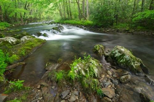 Stones;Little River;Cascading;Timber;Stone;Tennessee;Boulder;Rocks;Green;Boulders;flowing;Trees;river;Rocky;Outdoor;Landscape;Spring;Great Smoky Mountains;Cascade;Tree;flow;Forest;Rapids;Rock;Springtime;Stream;water;Timberland