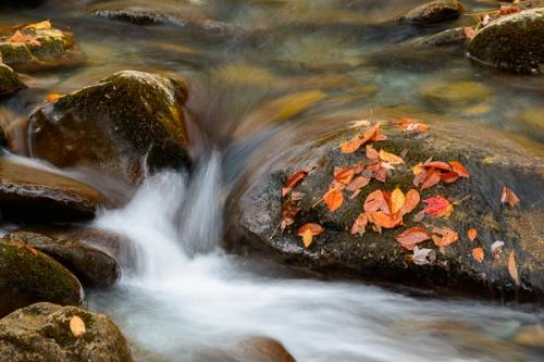 Botanical;Boulder;Boulders;Brown;Calm;Cascade;Cascading;Chute;Creek;Fallen;Fallen Leaves;Falls;Flow;Gold;Healing;Health care;Healthcare;Leaf;Nature;Pouring;River;Rock;Rock formations;Rocks;Rocky;Spilling;Stone;Stones;Stream;Streaming;Tan;Veins;Wabi Sabi;Water;Waterfalls;Waterscape;Yellow;botanicals;flowing;foliage;green;landscape;leaves;oneness;orange;peaceful;rapids;red;restful;serene;soothing;tranquil;waterfall;zen