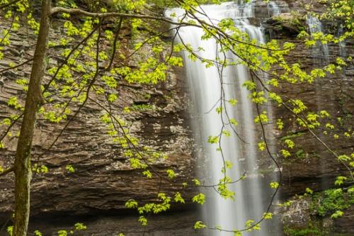 Branches;Brown;Cascade;Chute;Cloudland Canyon;Falls;Foliage;Green;Healing;Health care;Healthcare;Landscape;Leaf;Leaves;Nature;Oneness;Pastoral;Peaceful;Plant;Pouring;Spring;Springtime;Streaming;Tan;Waterfall;Waterfalls;botanical;botanicals;calm;limbs;restful;serene;soothing;tranquil;tree limbs;zen