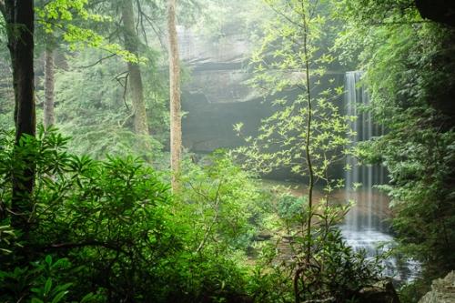 Cascade;Cascading;Cataract;Chute;Cool;Falling;Falls;Flow;Fog;Forest;Habitat;Logging;Mist;Obscured;Pouring;Spilling;Spray;Stream;Timber;Timberland;Water;Waterfalls;Wood;Woodland;Woods;flowing;foggy;haze;mist;misty;waterfall;wet