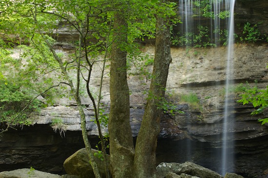 Bark;Beersheba Springs;Bluff;Boulder;Branch;Branches;Chute;Cliff;Cool;Crag;Escarpment;Falling;Falls;Flow;Geological;Geology;Herbaceous;Ledge;Plant;Precipice;Rock;Rock Face;Rock Formations;Rocks;Roots;Savage Gulf State Natural Area;Spilling;Stone;Stones;Stream;Striation;Tennessee;Tree;Tree Trunk;Trees;Trunk;Water;Waterfall;Waterfalls;Wet