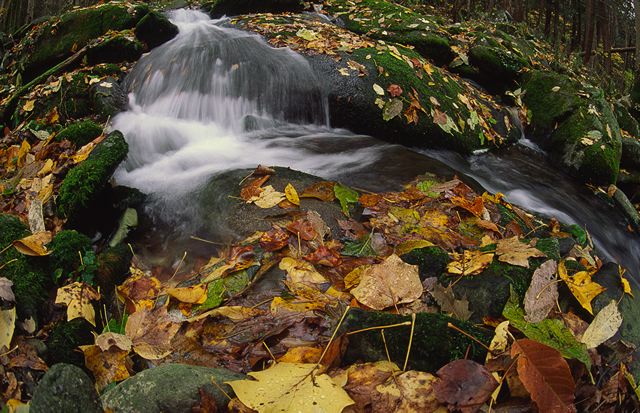 Fall Scenes;Forest;Leaf;Leaves;Nature;Trees;Autumn;Path;Road;Journey;Cliff;Rock Face;Sheer;Steep;Waterfall;Stream;Water;Flowing;Pouring;Cool;Wet;Flow;Cascade;Cascading;Spray;Cataract;Falls;Chute;Falling;Spilling