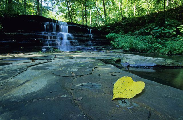 Cliff;Rock Face;Sheer;Steep;Waterfall;Stream;Water;Flowing;Pouring;Cool;Wet;Flow;Cascade;Cascading;Spray;Cataract;Falls;Chute;Falling;Spilling;Creek;Brook;Rivulet;Tributary;Gush;Streamlet;Torrent;White Water;Rapids;Bubbling;River;Plants;Botanical;Leaf;Leaves;Vegetation;Foliage;Veins;Compound;Leaflet;Fall Scenes;Forest;Nature;Trees;Autumn;Woods;Bark;Outdoors;Natural;Woodland