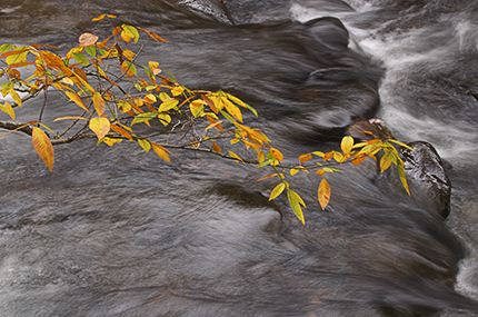 Fall Scenes;Forest;Leaf;Leaves;Nature;Trees;Waterfall;Stream;Water;Flowing;Pouring;Cool;Wet;Flow;Creek;Brook;Rivulet;Tributary;Gush;Streamlet;Torrent;White Water;Rapids;Bubbling;River;Cliff;Rock Face;Sheer;Steep;Cataract;Falls;Chute;Falling;Spilling;Autumn;Botanical;Vegetation;Foliage;Veins;Compound;Leaflet;Rocks;Rock;Boulder;Boulders;Rock Formations;Stones;Pebble;Pebbles;Stone
