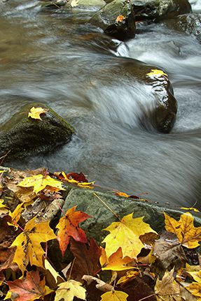 Leaves;Fall Scene;Great Smoky Mountains;Tennessee;Stream;River;Waterfall;Water;Flowing;Pouring;Cool;Wet;Flow;Fall Scenes;Forest;Leaf;Nature;Trees;Creek;Brook;Rivulet;Tributary;Gush;Streamlet;Torrent;White Water;Rapids;Bubbling;Cliff;Rock Face;Sheer;Steep;Cataract;Falls;Chute;Falling;Spilling;Autumn;Botanical;Vegetation;Foliage;Veins;Compound;Leaflet;Rocks;Rock;Boulder;Boulders;Rock Formations;Stones;Pebble;Pebbles;Stone