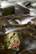 Abstract;Fall-Scenes;Great-Smoky-Mountains-National-Park;Leaf;Leaves;National-Pa