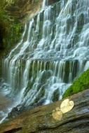 Fallen;Green;Rock-Formations;Spilling;Leaves;Falling;Wet;Tullahoma;Machine-Falls