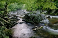 Springtime;flowing;Rapids;Trees;Rock;Spring;Tree;Rocks;Stones;water;Rocky;flow;B