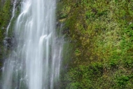 Brown;Cascade;Cascading;Chute;Columbia-River-Gorge;Falling;Falls;Fern;Flow;Folia