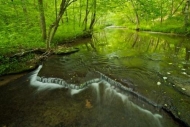 Forest;Cascade;Green;Bubbling;bark;Rapids;Torrent;Tributary;Creek;Gush;Stream;St