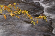 Fall-Scenes;Forest;Leaf;Leaves;Nature;Trees;Waterfall;Stream;Water;Flowing;Pouri