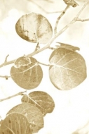 botanical;Red;sumi-e;Florida;Leaf;Green;Leafy;Greenery;Flora;Veins;Plants;botani